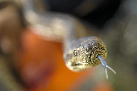 Be Safe Around Snakes This Summer Observer