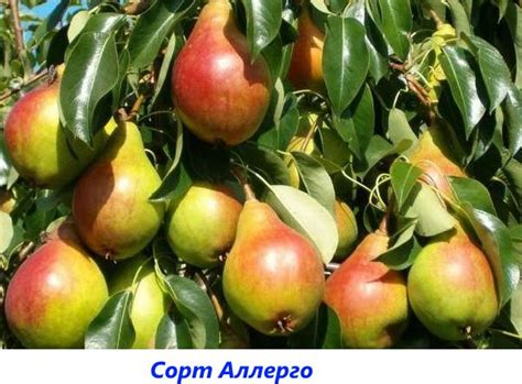 Груша Аллегро: описание сорта, фото, отзывы