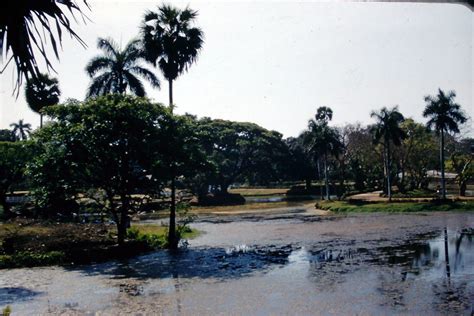 IMG00672 Garden Rangoon Burma 1958 Theodore Fricke Perso Flickr