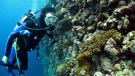 Why Do Corals Bleach Woods Hole Oceanographic Institution