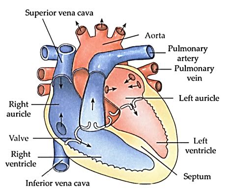 Draw The Neat Labelled Diagram Of A Human Heart And Explain Its Function