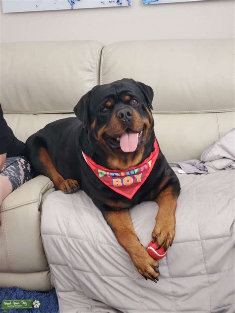 Purebred German Rottweiler - Stud Dog in Florida, the United States ...