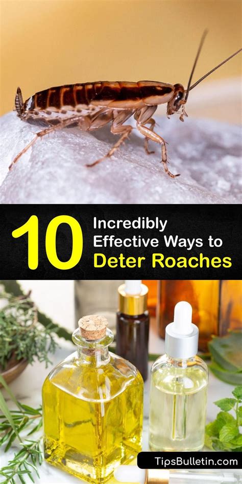 Deterring Roaches The Easy Way Natural Roach Deterrents In 2023 Cockroach Repellent Pest