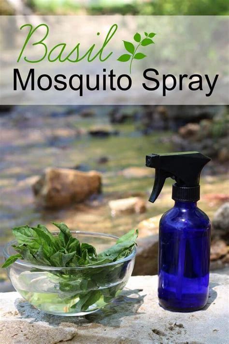 Homemade Bug Spray Recipe Mosquito Spray Basil Essential Oil