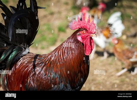 Dorking Rooster Old English Chicken Breed Stock Photo Alamy