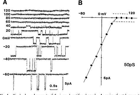 Figure 1 From Single Channel Analysis Of The Inward Rectifier K Current