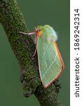 Green Silver-lines Moth - Pseudoips Prasinana image - Free stock photo ...