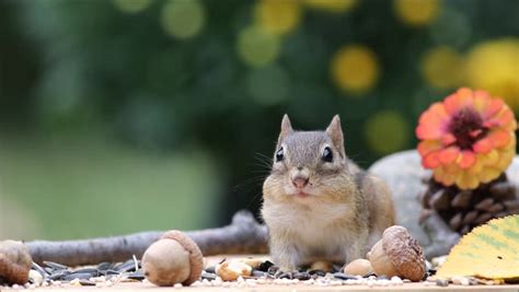 Chipmunk Burrow Stock Footage Video - Shutterstock