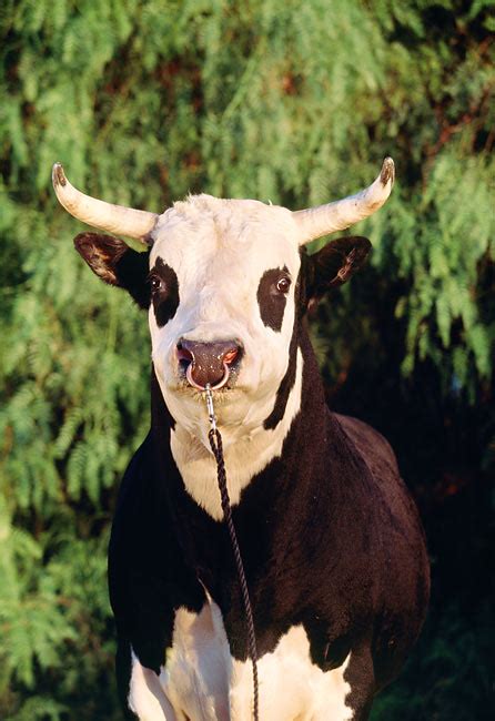 Holstein Bull Horns