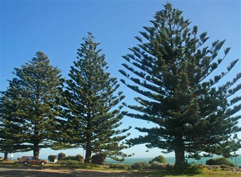 Fines For Cutting Down Trees In South Australia