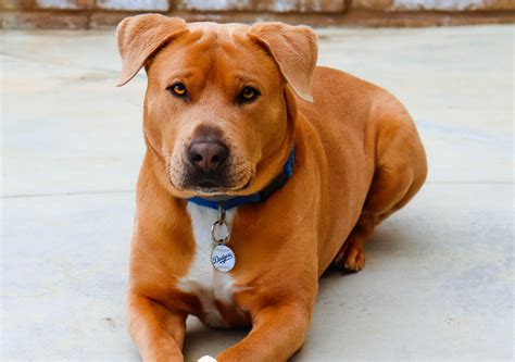 pitbull golden retriever cross