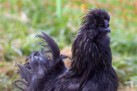 Black Silkie Chicken Breed Profile Facts And Pictures