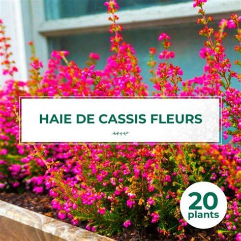 Haie Cassis Fleurs Vente Plantes Pour Haie Lot De 20 Arbustes