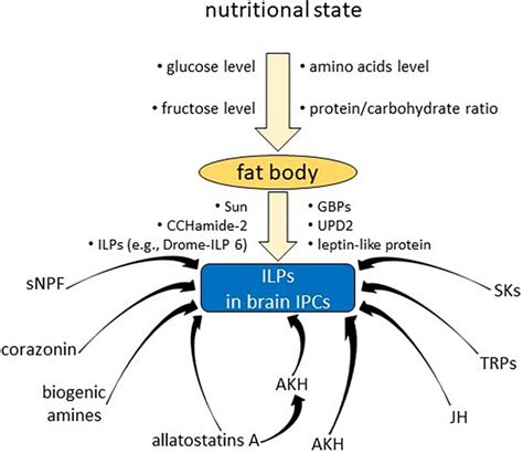 Insulin Secretion Pathway