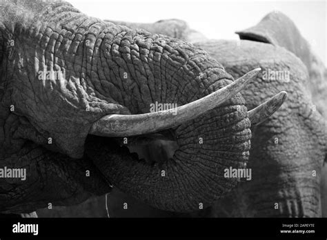 Textura De La Piel Del Elefante Schwarzwei Stockfotos Und Bilder Alamy