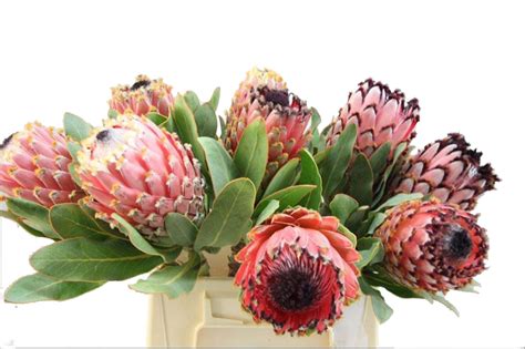 Eurose And Greens Protea Barbigera