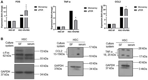 Ccl2 Associated With Cd38 Expression During Ex Vivo Expansion In Human