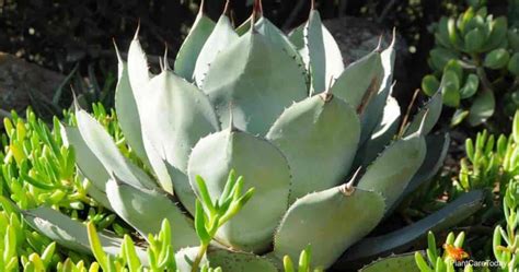 Types Of Agave Plants: Varieties For Houseplant and Landscape Use