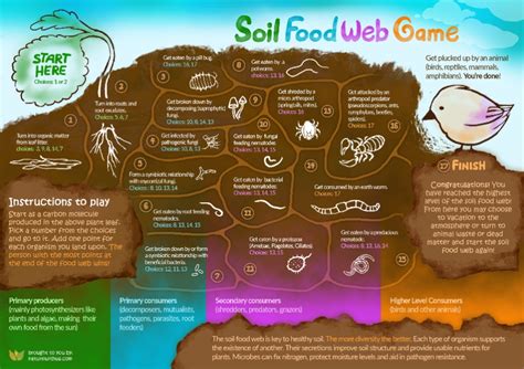 Soil Food Web Game Northern Wild Seeds Nature With Us