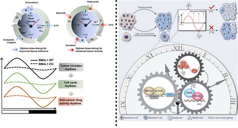 Frontiers Circadian Rhythm As A Key Player In Cancer Progression As