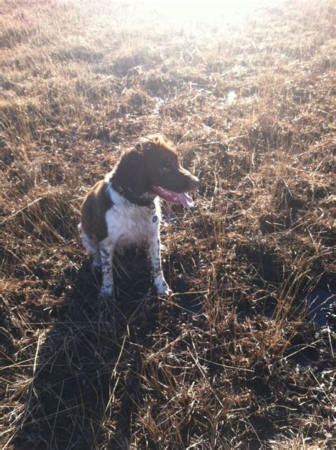 Pin By Christa Berndl On English Springer Spaniels Friends English