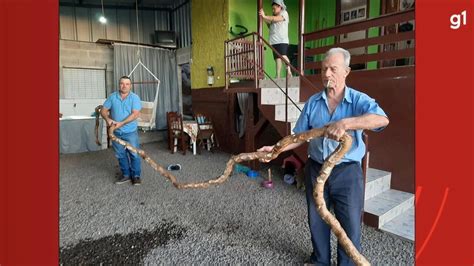 Mandioca Gigante Mais De Metros Colhida No Rs V Deo Rio