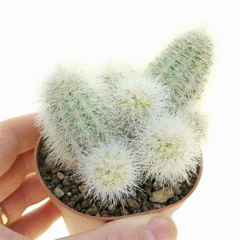 echinocereus nivosus  cm cactaceae giromagi vendita piante grasse