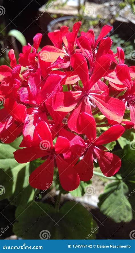 La Flor Roja Se Abre Foto De Archivo Imagen De Flor 134599142