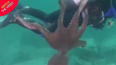 Horror As Giant Octopus Attacks Scuba Diver By Wrapping Tentacles Around His Leg Media News 48