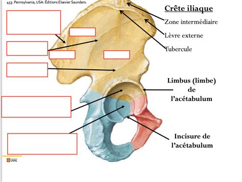 Vue latérale de l os coxal Diagram Quizlet