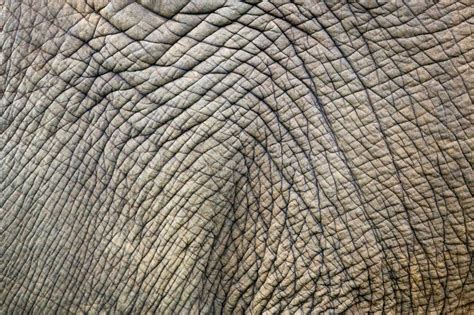 Patterns of elephant skin. stock image. Image of wild - 272505867