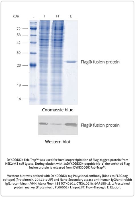 Results For Dykddddk Proteintech Group