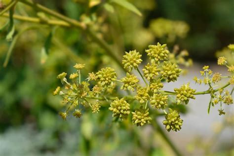 Liebstöckel Levisticum Officinale