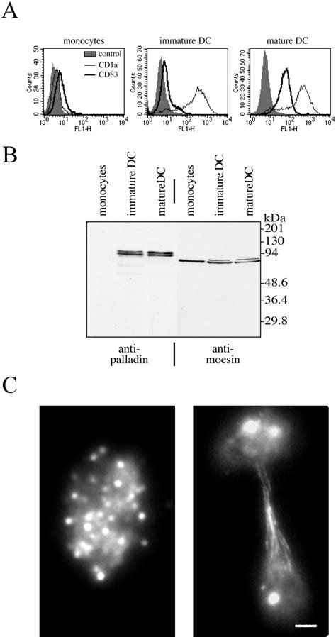 Characterization Of Human Palladin A Microfilament Associated Protein