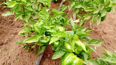 Capsicum Farming Kenya Use Of Drip Irrigation Peterkamau Youtube