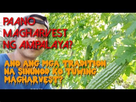 PAANO MAGHARVEST NG AMPALAYA ANO ANG MGA TRADITION NA SINUNOD KO SA