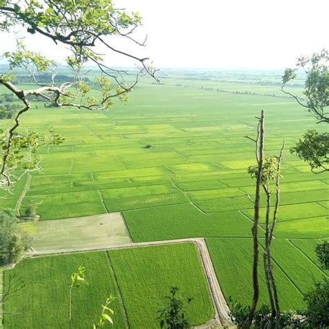 Kehijauan Sawah Saujana Mata Memandang Kedah Jelapang Padi Malaysia