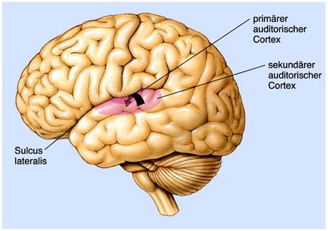 Wo Liegt Der Auditorische Cortecx Biologischepsychology Repetico