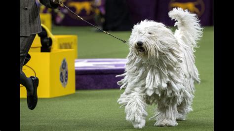 Komondor Jumping