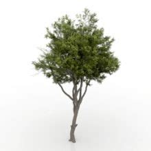 Free 3d tree models for blender - wemeva