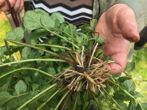 Clove Root Aka Wood Avens Taken By Little Outdoor Kylie The Roots