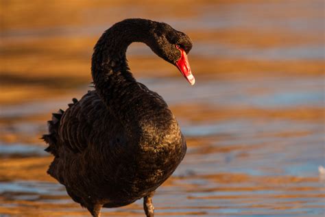 Black Swan | Sean Crane Photography