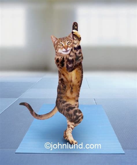 Funny Cat Yoga Poses - Funny Meme King