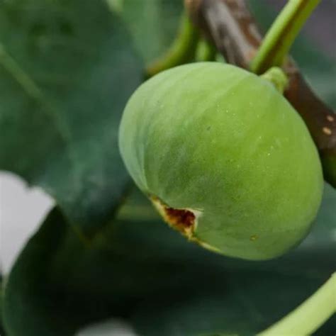 Potatura Fico Come E Quando Farla Quandosipianta It Green