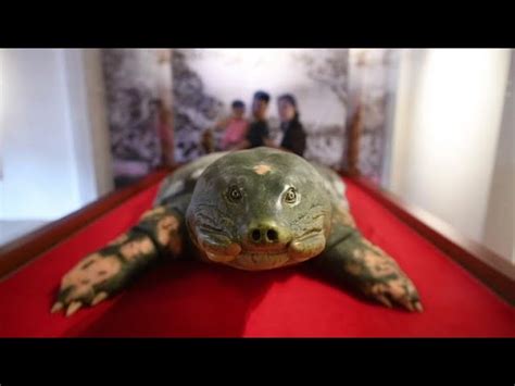 Hoan Kiem Turtle