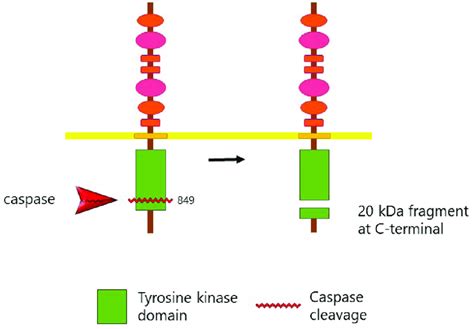 cleavage  ephb  caspases   absence   ephb ligand