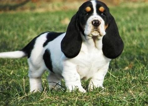 10 Basset Hound Colors And Markings With Pictures Bhbreeders