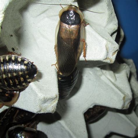 Dubia Roach Starter Colony