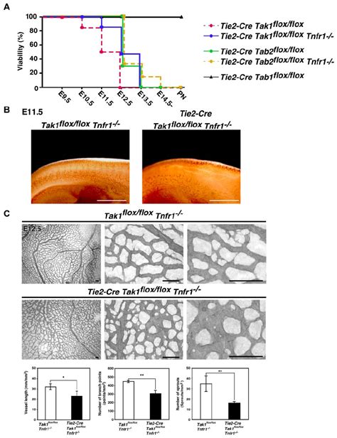 Tak1 Is Important For Vascular Development Independent Of Suppression