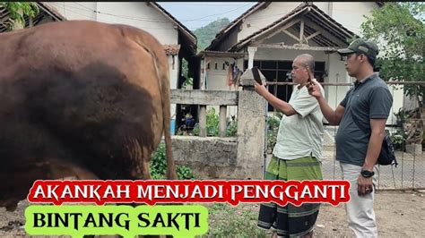 DEAL Sapi Bakalan Nol Poel Resmi Pindah Kandang SINAR JAYA FARM YouTube